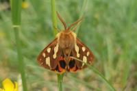 Arctia testudinaria