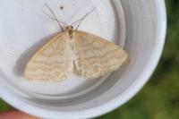 Idaea macilentaria