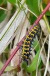 Saturnia pavonia