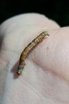 Ectropis crepuscularia