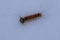 Lymantria dispar