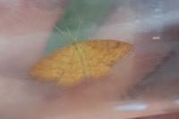 Idaea serpentata