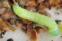 Orthosia cerasi