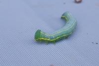 Drymonia ruficornis