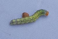 Polyploca ridens