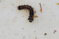 Lymantria dispar