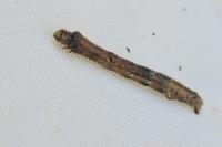 Ectropis crepuscularia