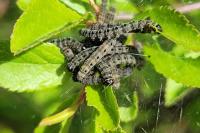 Yponomeuta padella