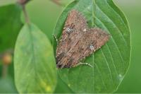 Apamea aquila
