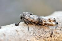 Xylena solidaginis