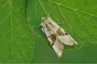 Phlogophora scita