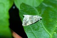 Deltote pygarga