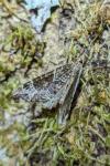 Ecliptopera silaceata