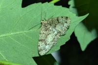 Parectropis similaria