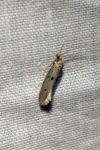 Tinea trinotella