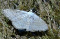 Scopula immutata