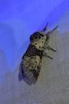 Furcula bicuspis