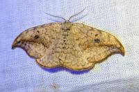 Drepana falcataria