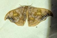 Sabra harpagula