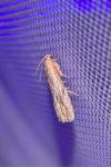 Eucosma cana/hohenwartiana