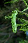 Orthosia gothica