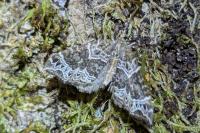 Ecliptopera silaceata
