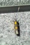 Euspilapteryx auroguttella