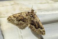 Lampropteryx suffumata