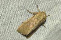 Mythimna sicula