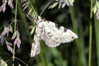 Colostygia pectinataria