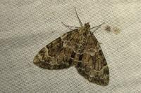 Thera variata/britannica