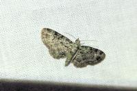 Pasiphila rectangulata