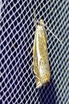 Crambus pratella