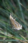 Crambus pratella