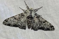 Biston betularia