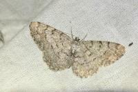 Aethalura punctulata