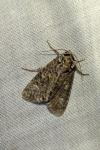 Craniophora ligustri