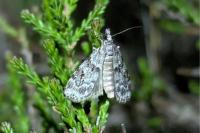 Scoparia