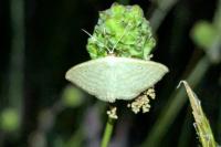 Scopula immutata