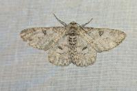 Ascotis selenaria