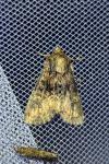 Apamea illyria