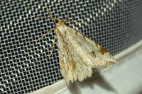 Macaria notata