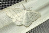 Cabera pusaria