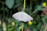 Scopula immorata