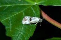 Elaphria venustula