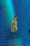 Eulia ministrana