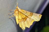 Selenia lunularia