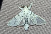 Cerura erminea