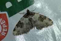 Xanthorhoe fluctuata