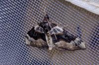 Cosmorhoe ocellata